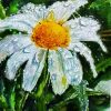 Morning-Droplets-Painting